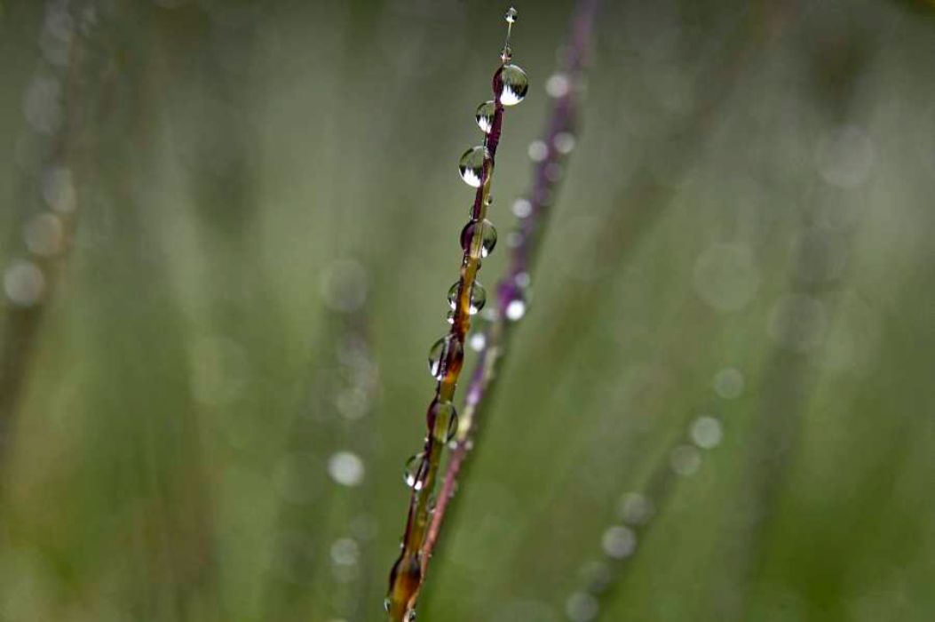 Nom de l'image : D2026916-1_(c)Norbert-JUNG — Description :